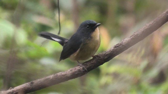 Slaty-blue Flycatcher - ML625780683