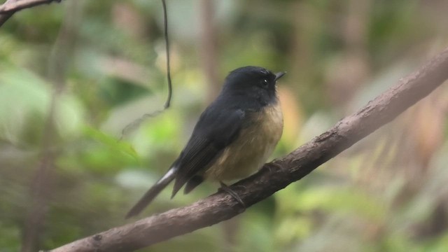 Slaty-blue Flycatcher - ML625780684