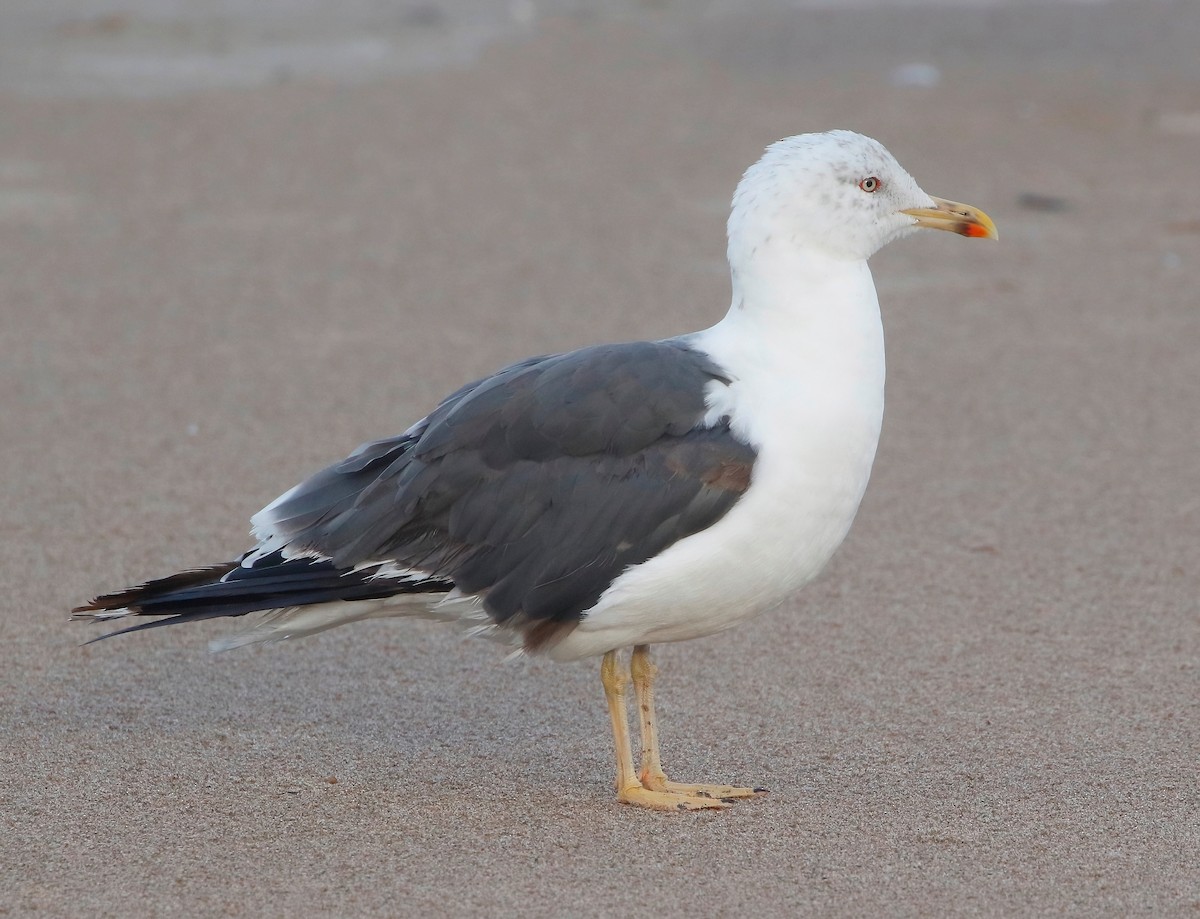 Lesser Black-backed Gull - ML625780692