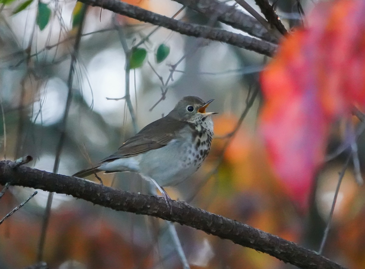 Hermit Thrush - ML625780697