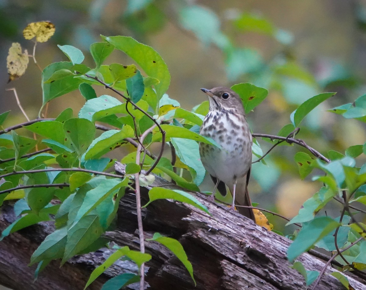 Hermit Thrush - ML625780737