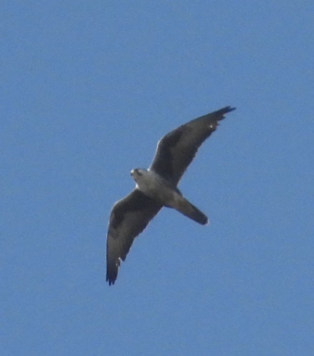 raroh lagar - ML625780808