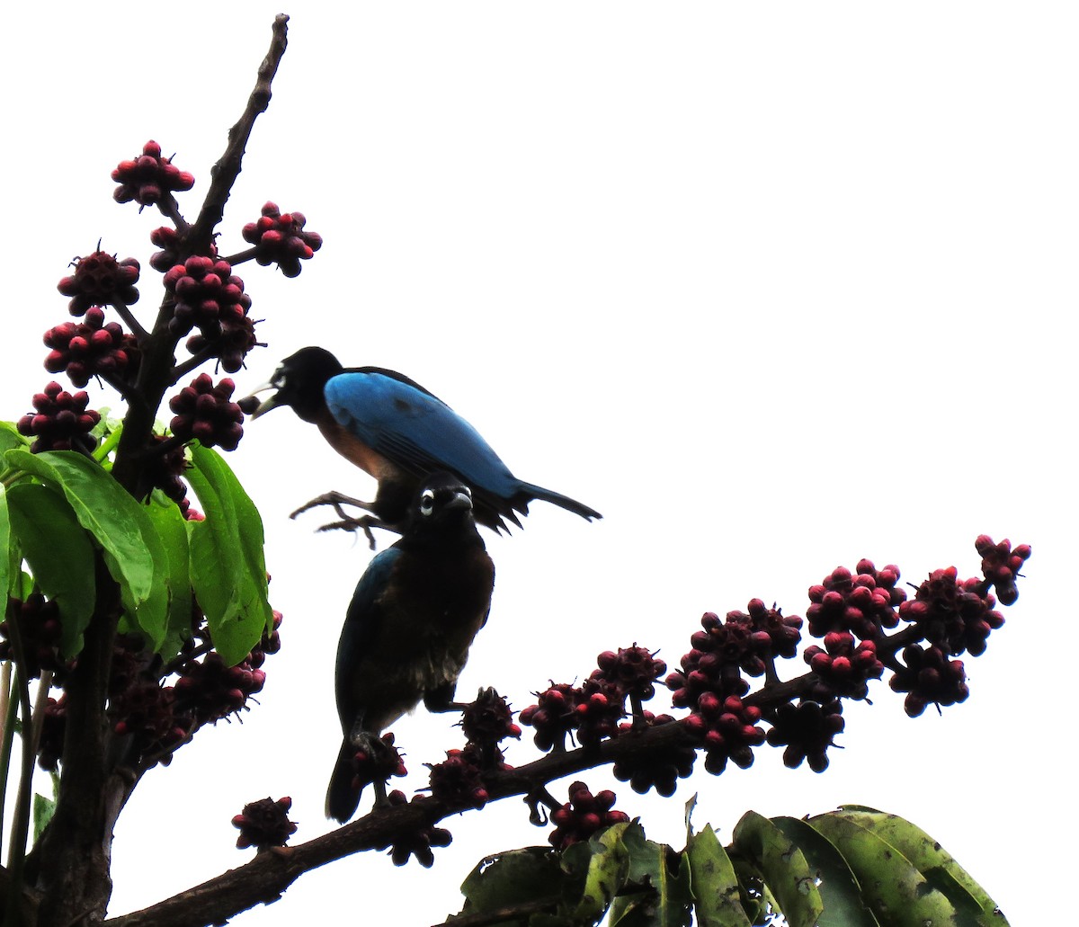 Blue Bird-of-Paradise - ML625780852