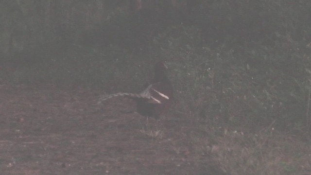 Mrs. Hume's Pheasant - ML625780859