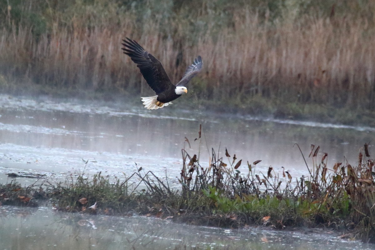 Bald Eagle - ML625780871