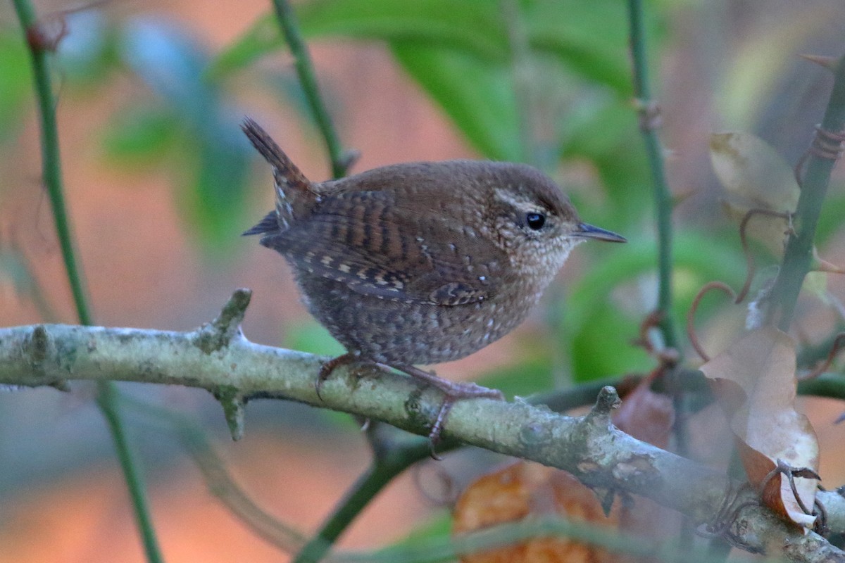 Winter Wren - ML625780894