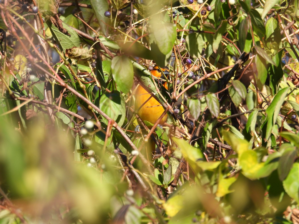 Bullock's Oriole - ML625780968