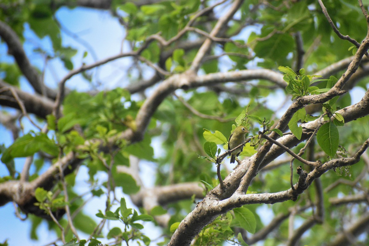 Bridled White-eye - ML625781043