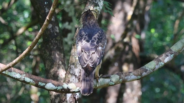 Changeable Hawk-Eagle - ML625781088