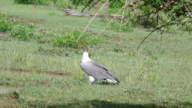 White-bellied Sea-Eagle - ML625781157