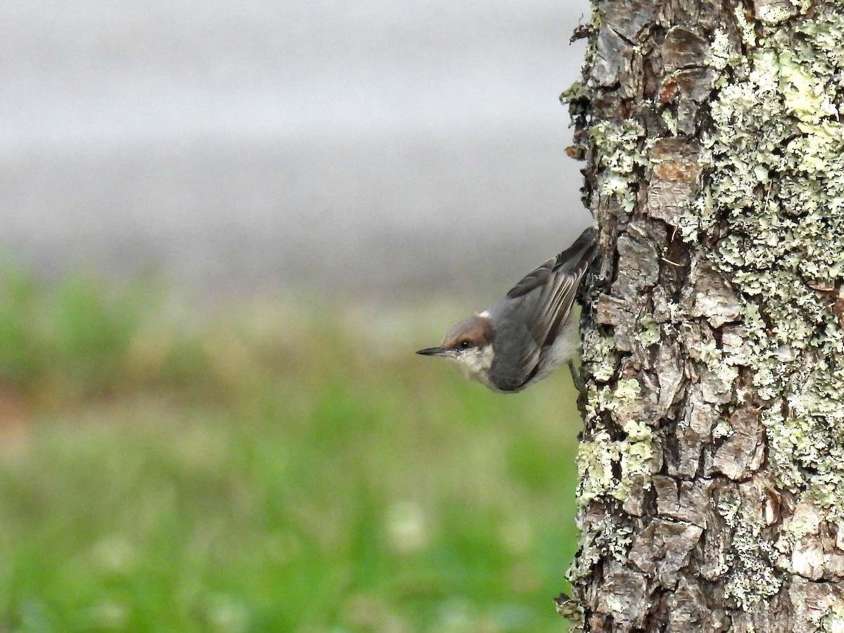Brown-headed Nuthatch - ML625781164