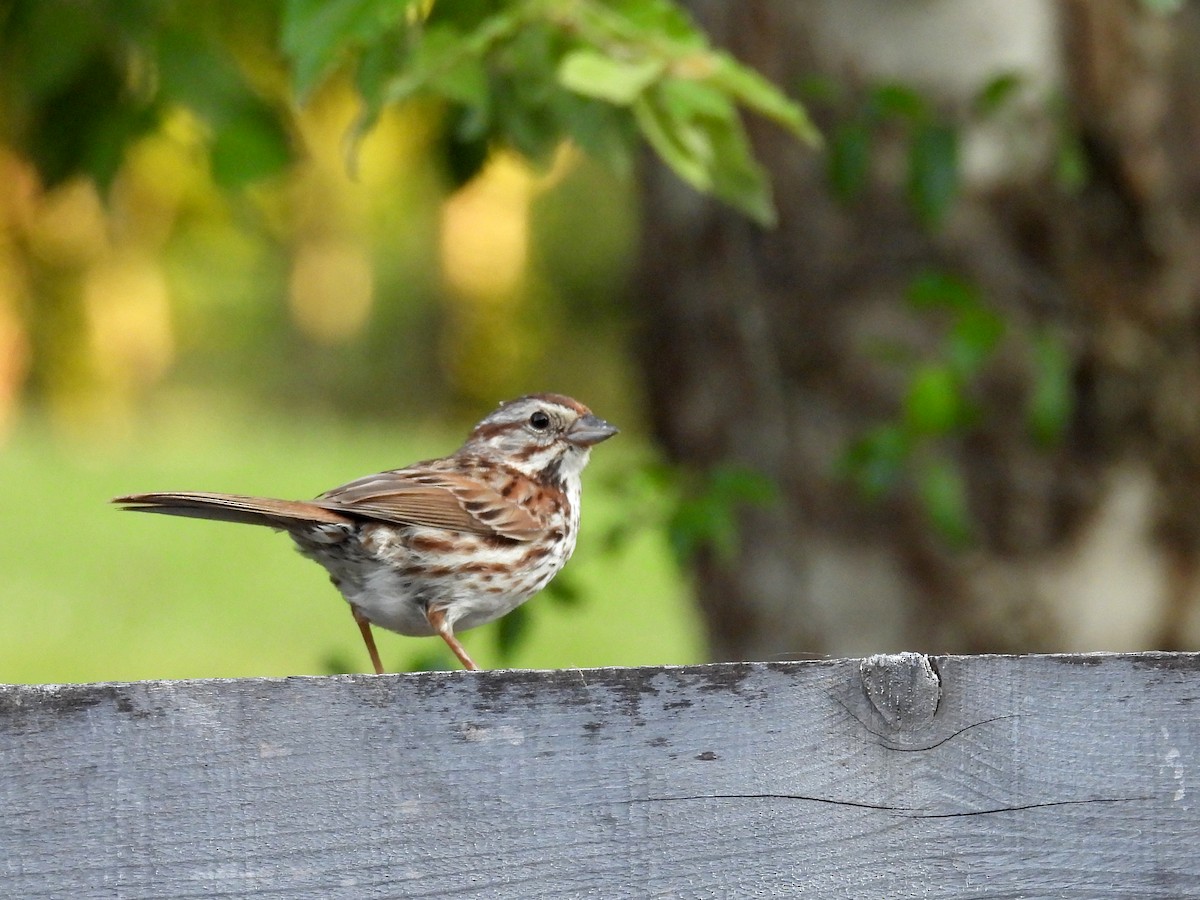 Song Sparrow - ML625781171