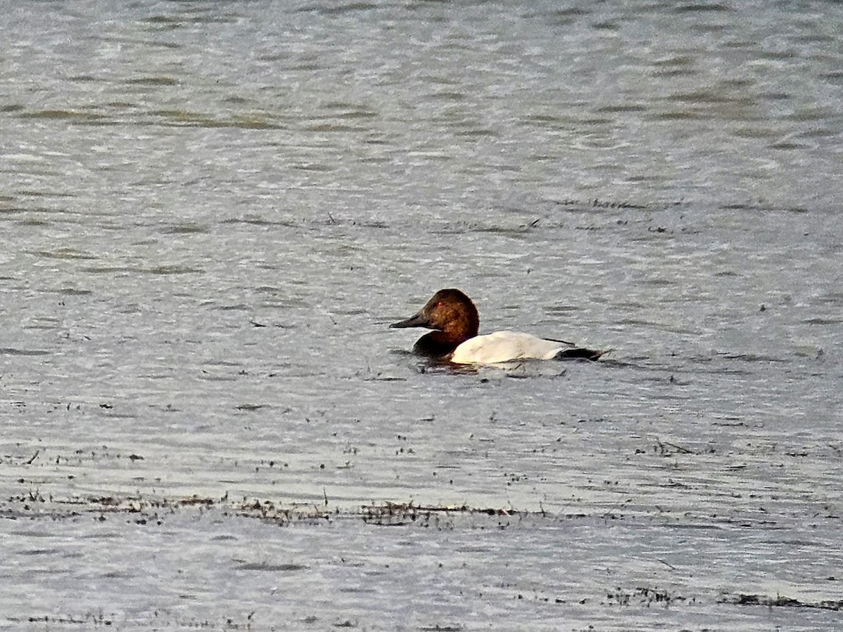 Canvasback - ML625781193