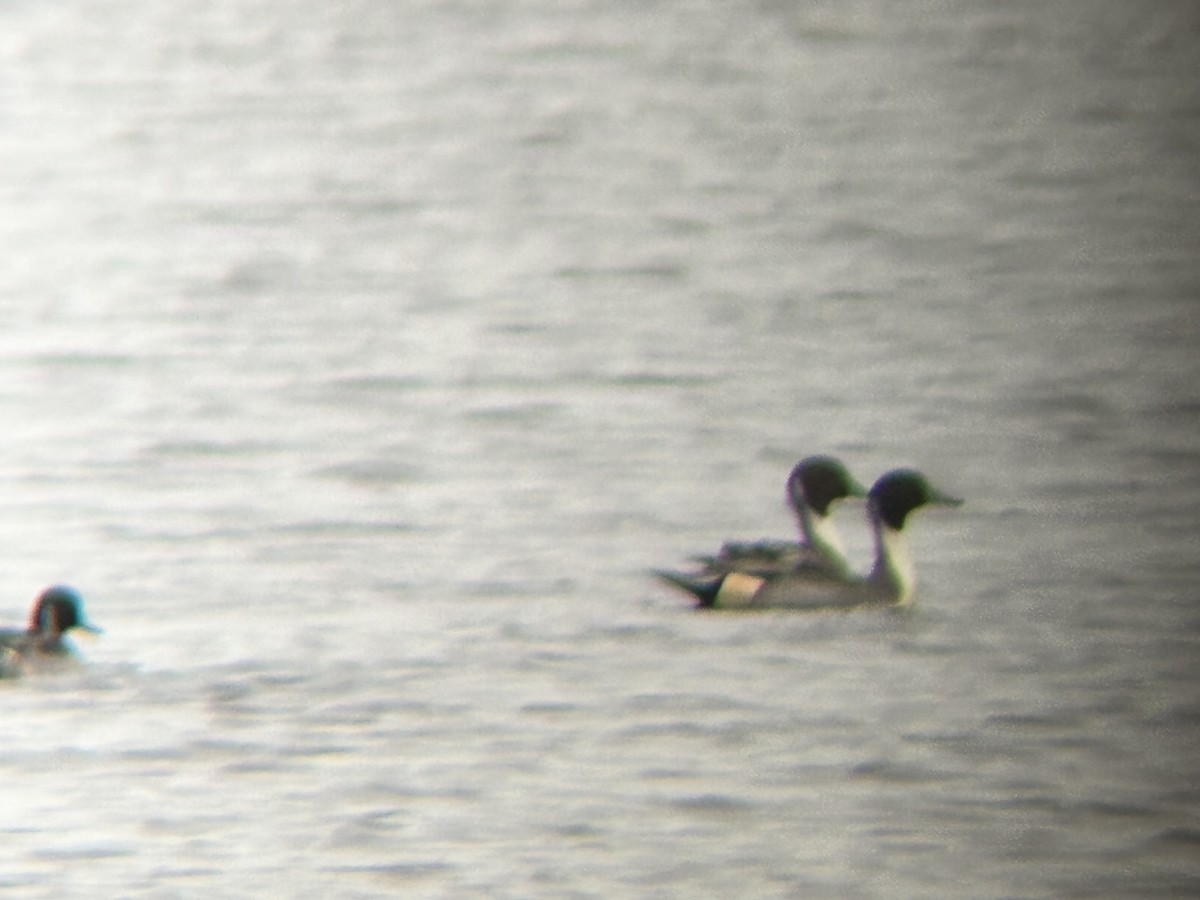 Northern Pintail - ML625781221