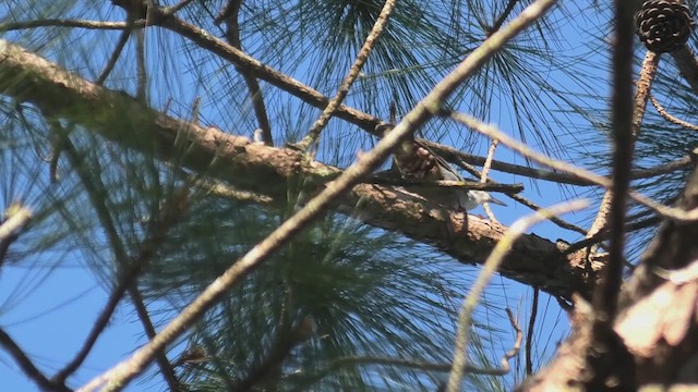Giant Nuthatch - ML625781236