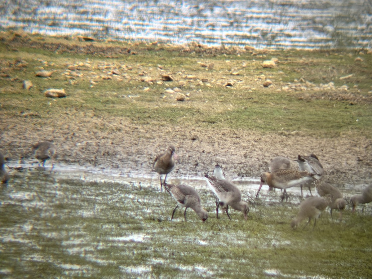 Black-tailed Godwit - ML625781238