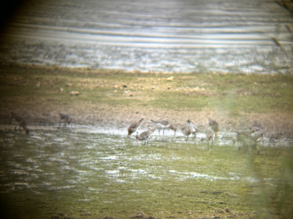 Black-tailed Godwit - ML625781239
