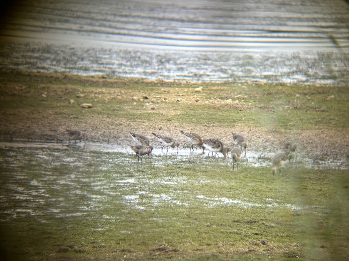 Black-tailed Godwit - ML625781240