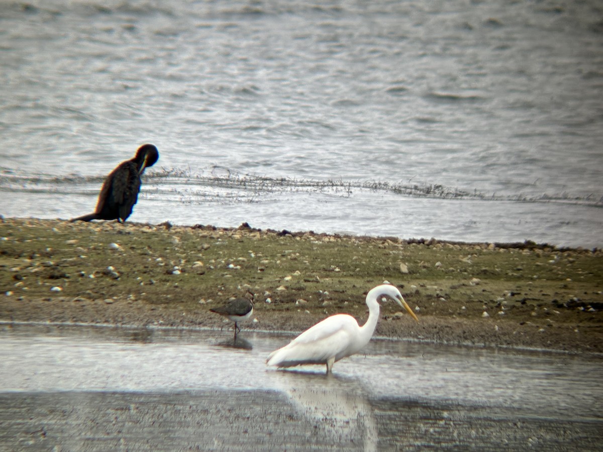 Great Egret - ML625781251