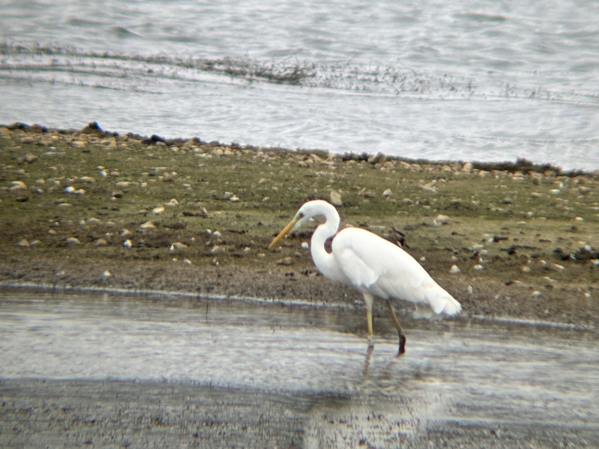Great Egret - ML625781252