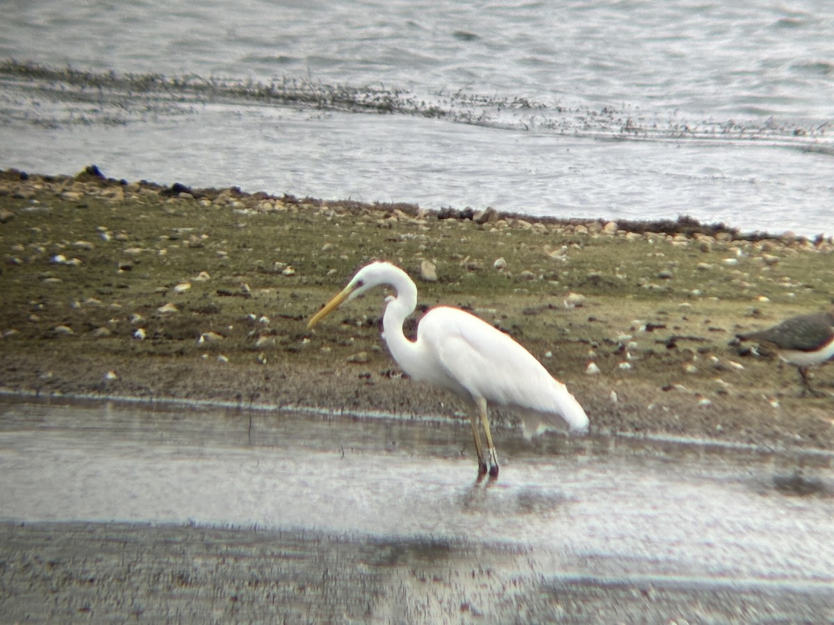 Great Egret - ML625781253