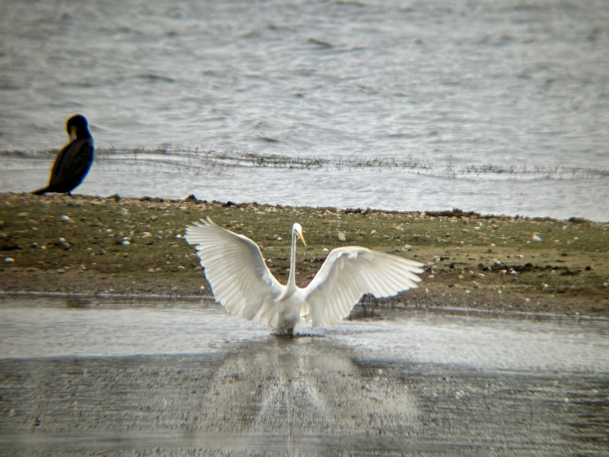 Great Egret - ML625781255