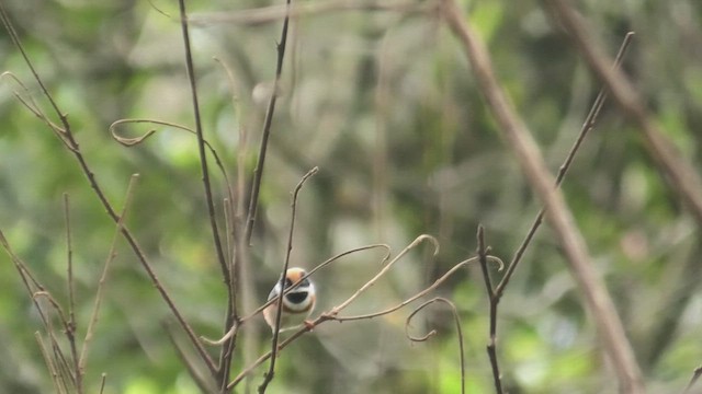 Black-throated Tit - ML625781298