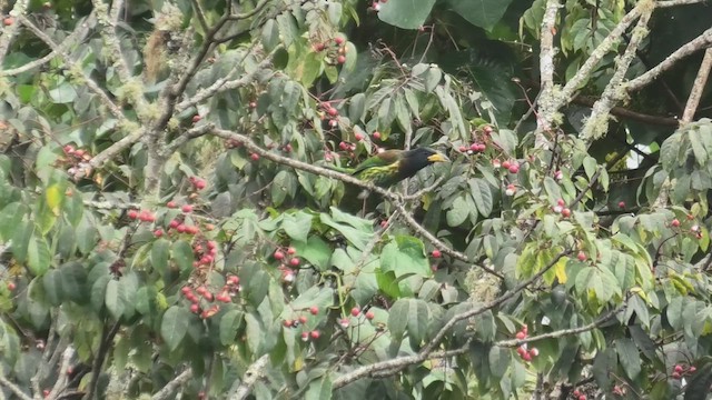 Great Barbet - ML625781362