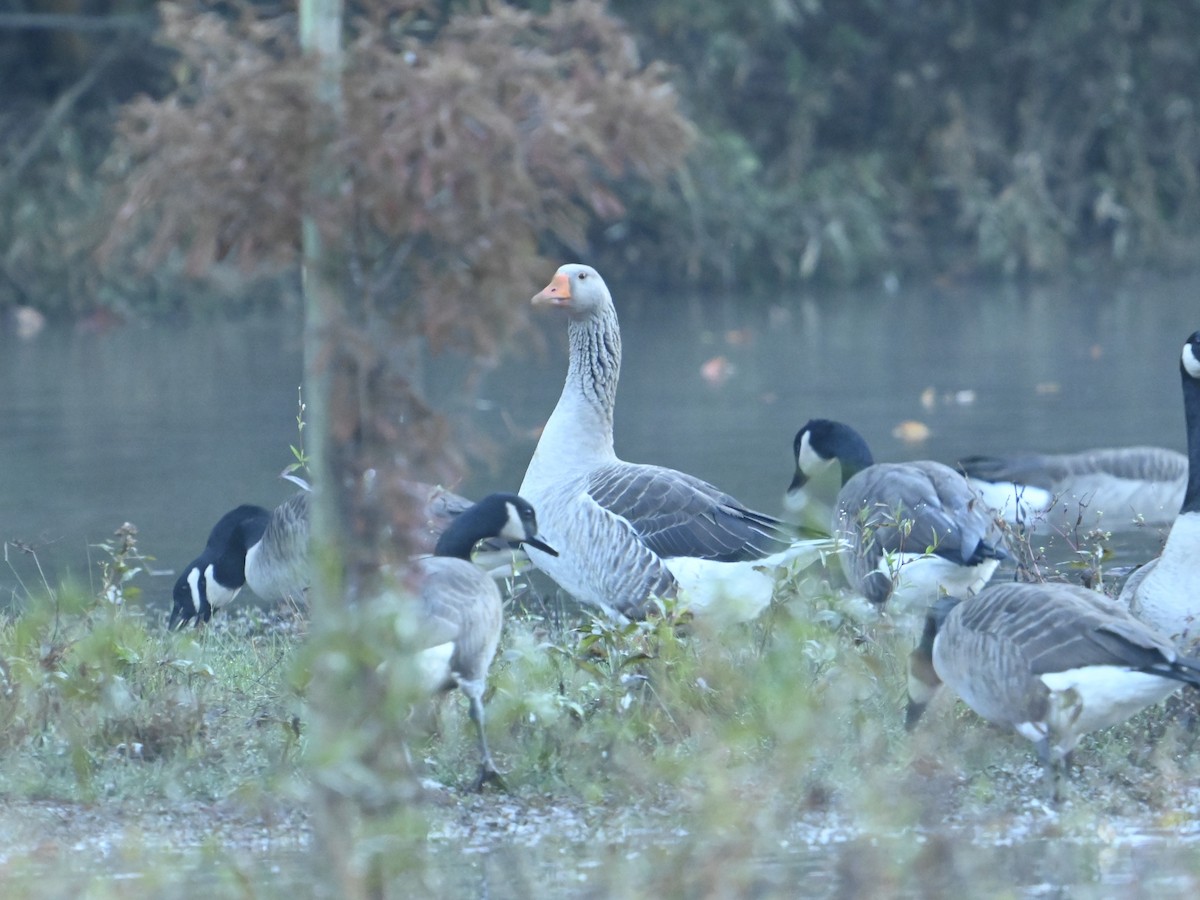 Graylag Goose (Domestic type) - ML625781398