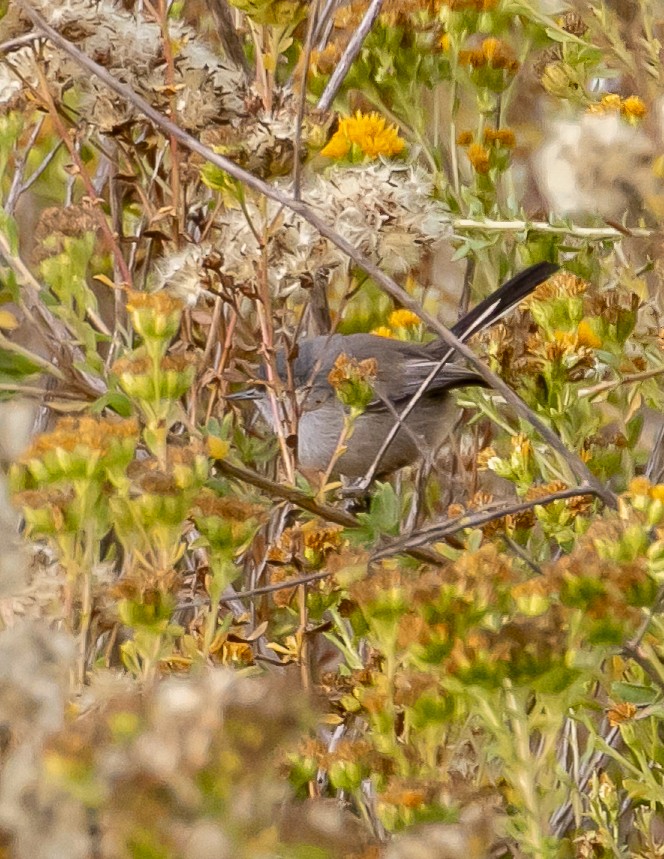 California Gnatcatcher - ML625781417