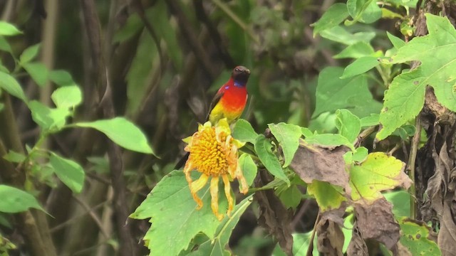 Mrs. Gould's Sunbird - ML625781445