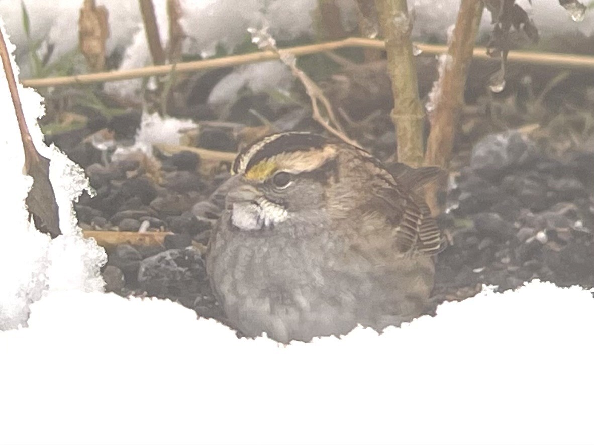 White-throated Sparrow - ML625781470