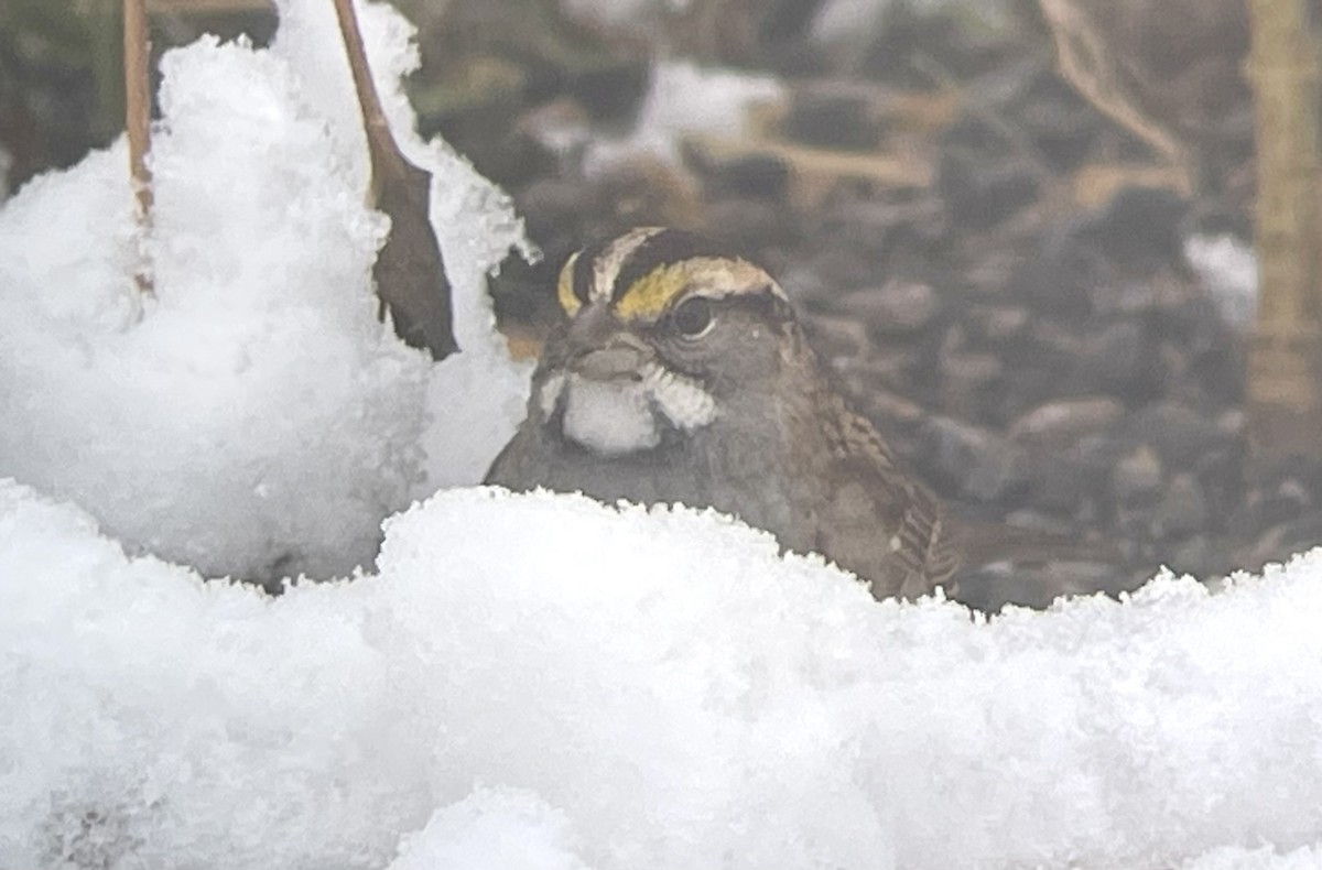 White-throated Sparrow - ML625781471