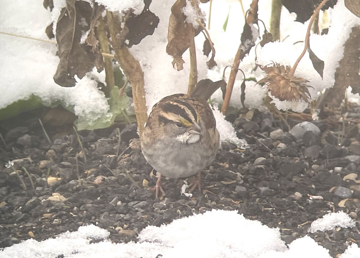 White-throated Sparrow - ML625781472