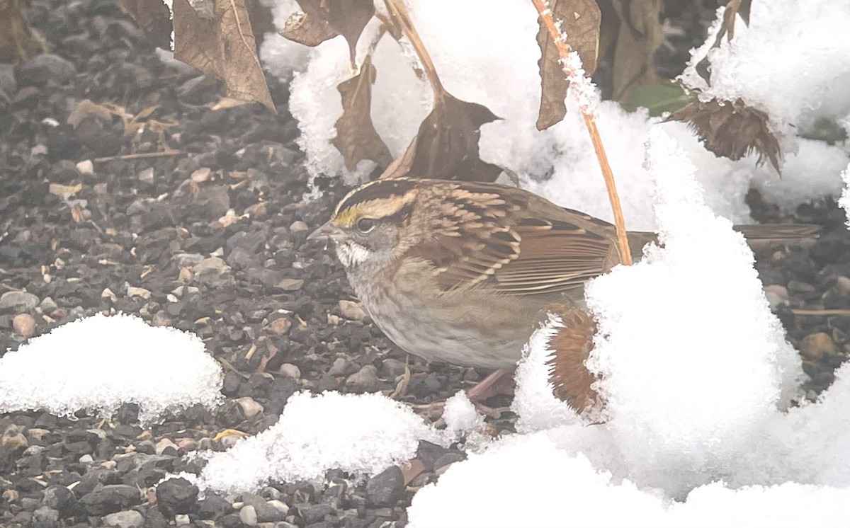White-throated Sparrow - ML625781473
