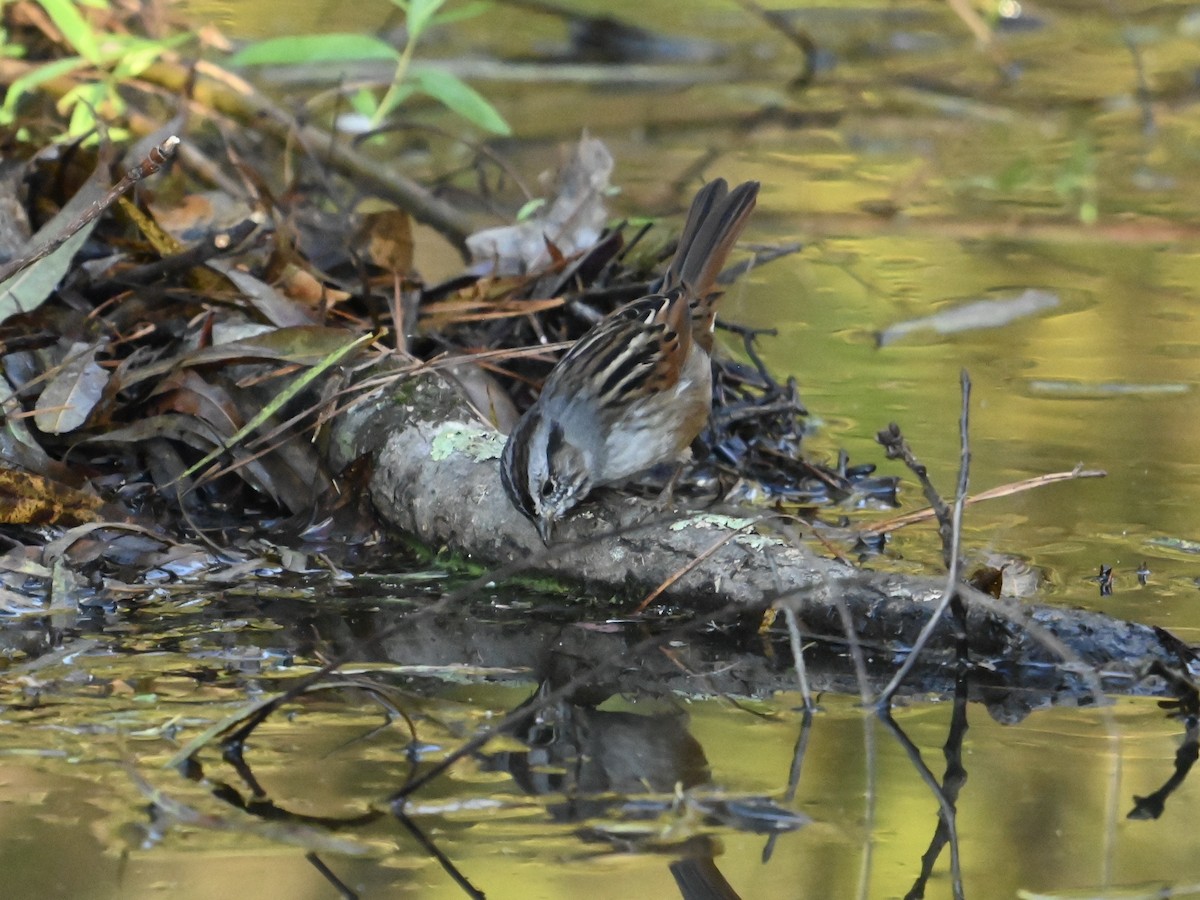 Swamp Sparrow - ML625781499