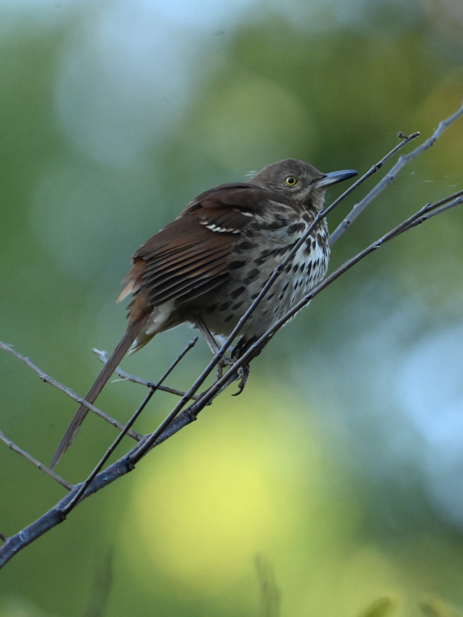 Brown Thrasher - ML625781515