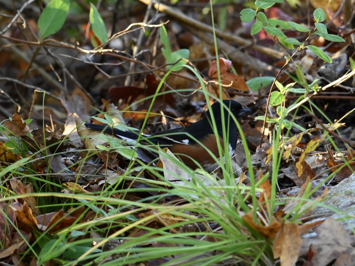 Eastern Towhee - ML625781533