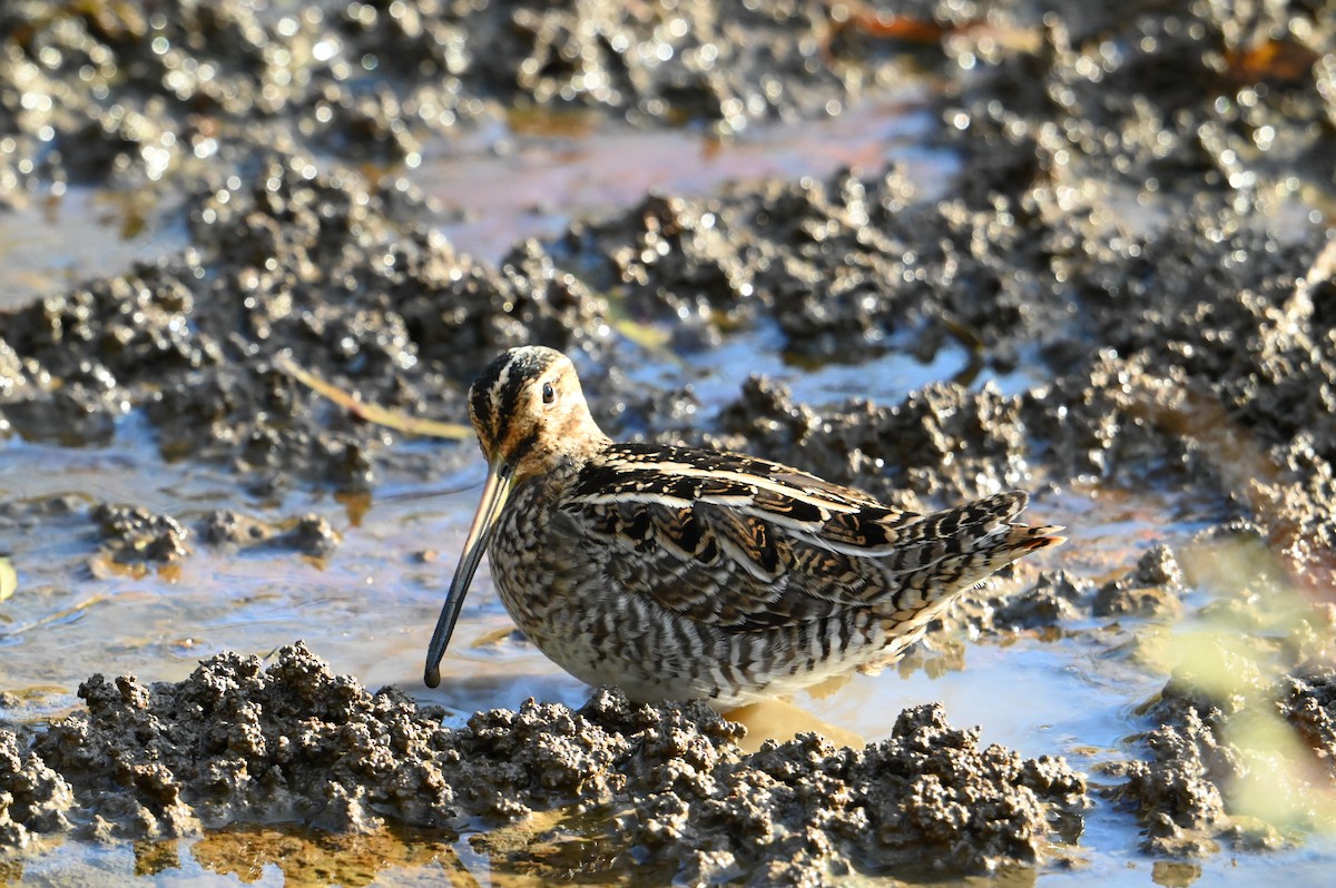 Wilson's Snipe - ML625781588