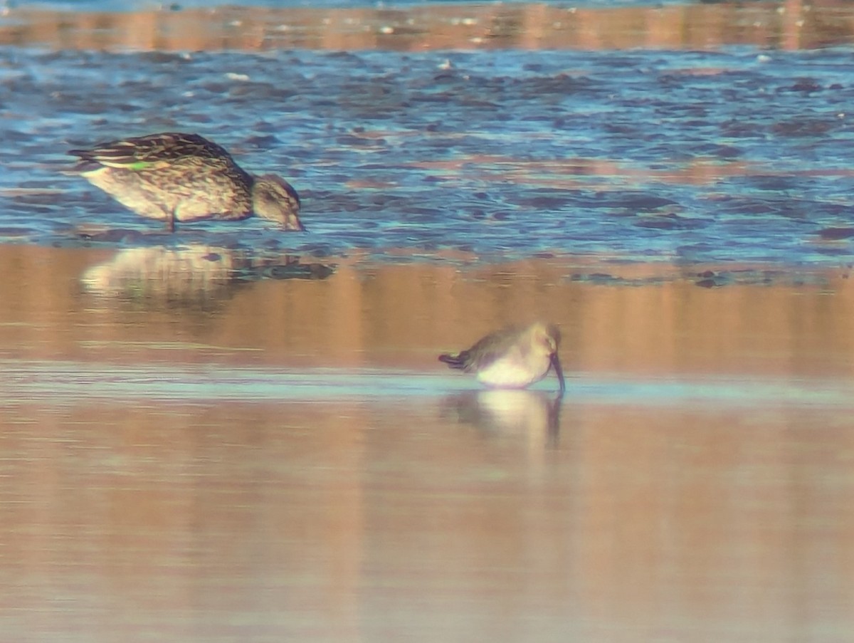 Хар элсэг - ML625781622