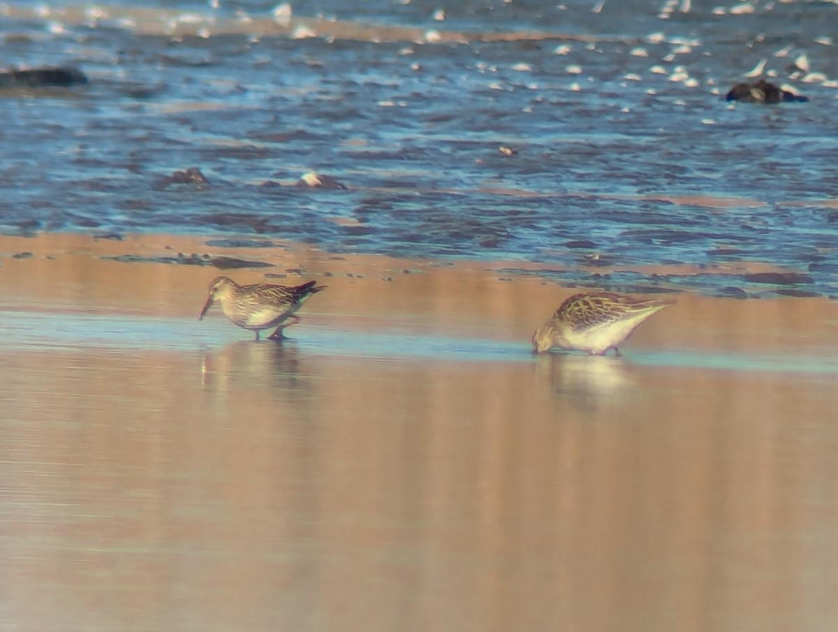 Орог элсэг - ML625781625