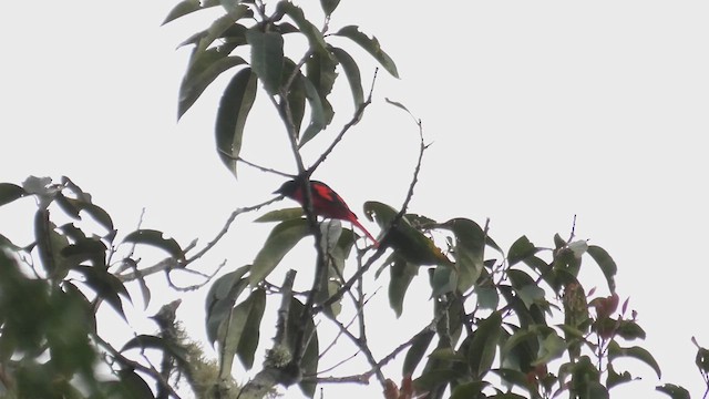 Scarlet Minivet - ML625781660