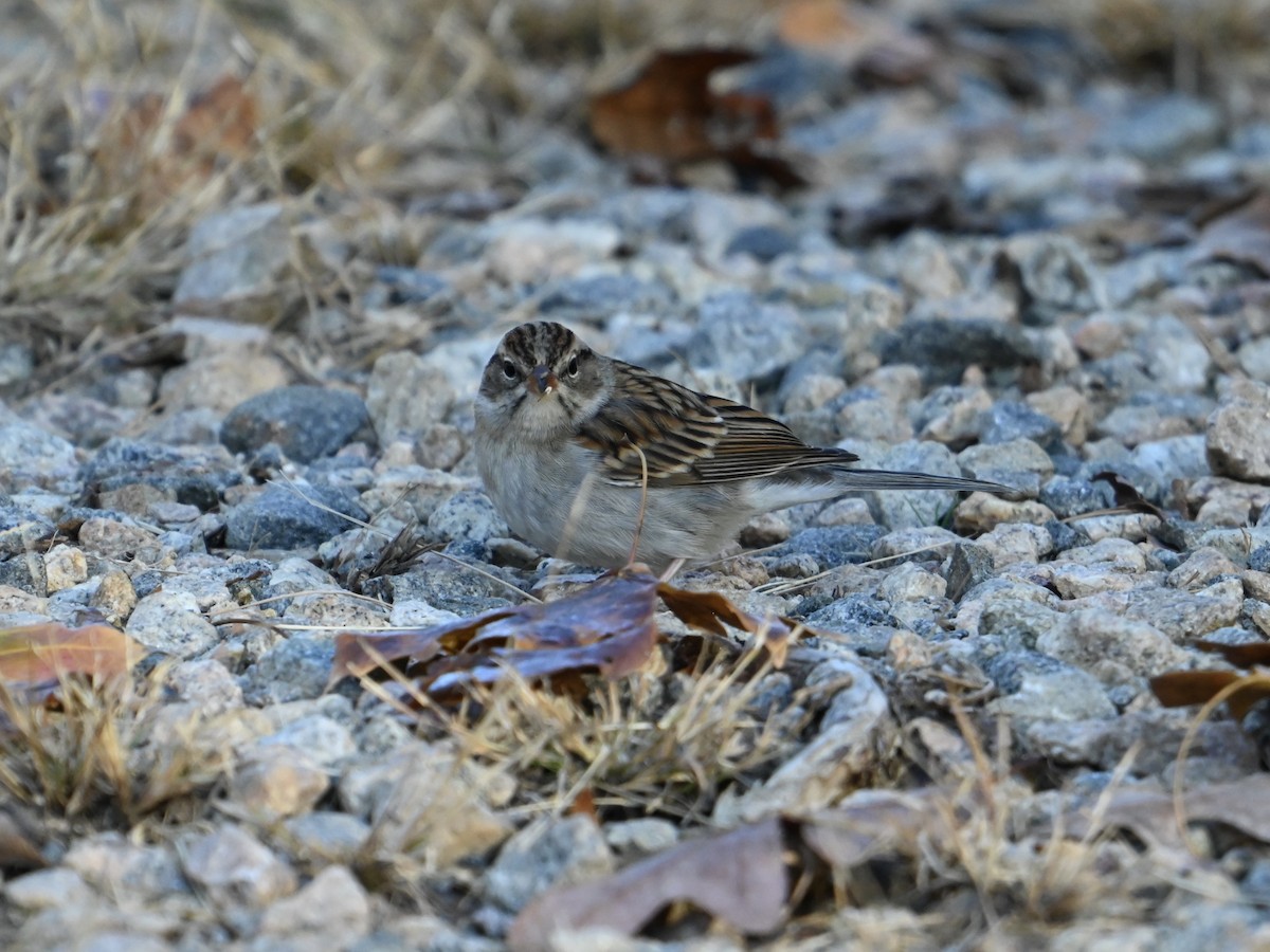 Chipping Sparrow - ML625781756