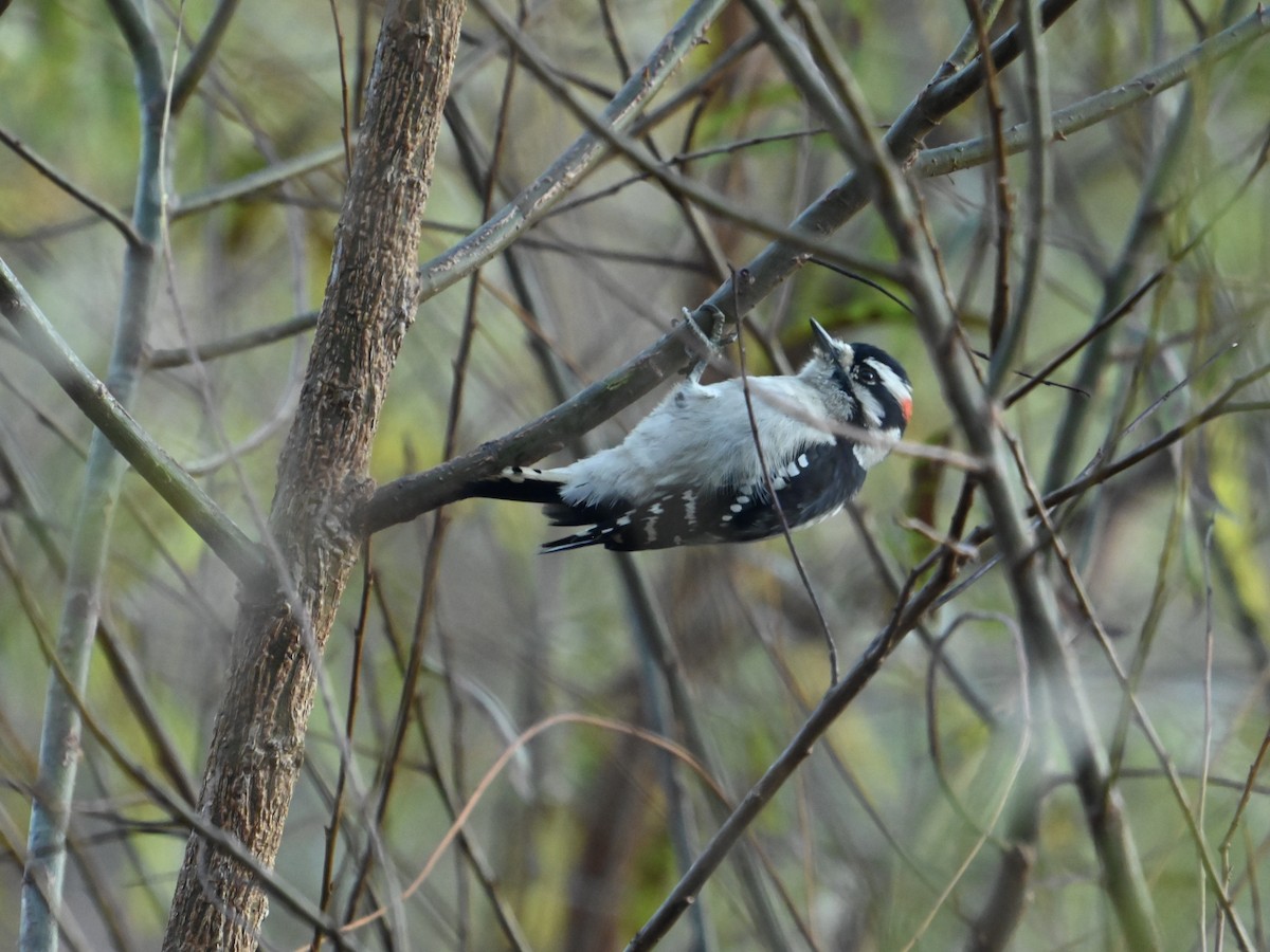 Downy Woodpecker - ML625781777