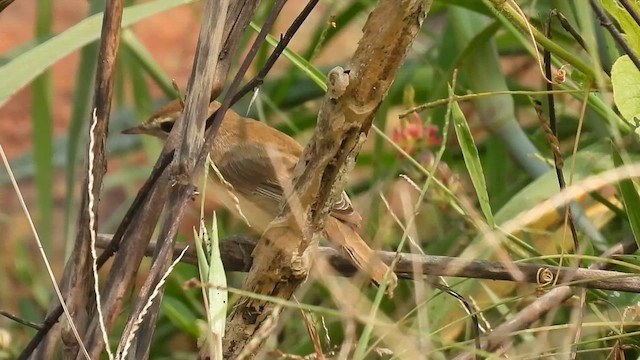 old world warbler sp. - ML625782244