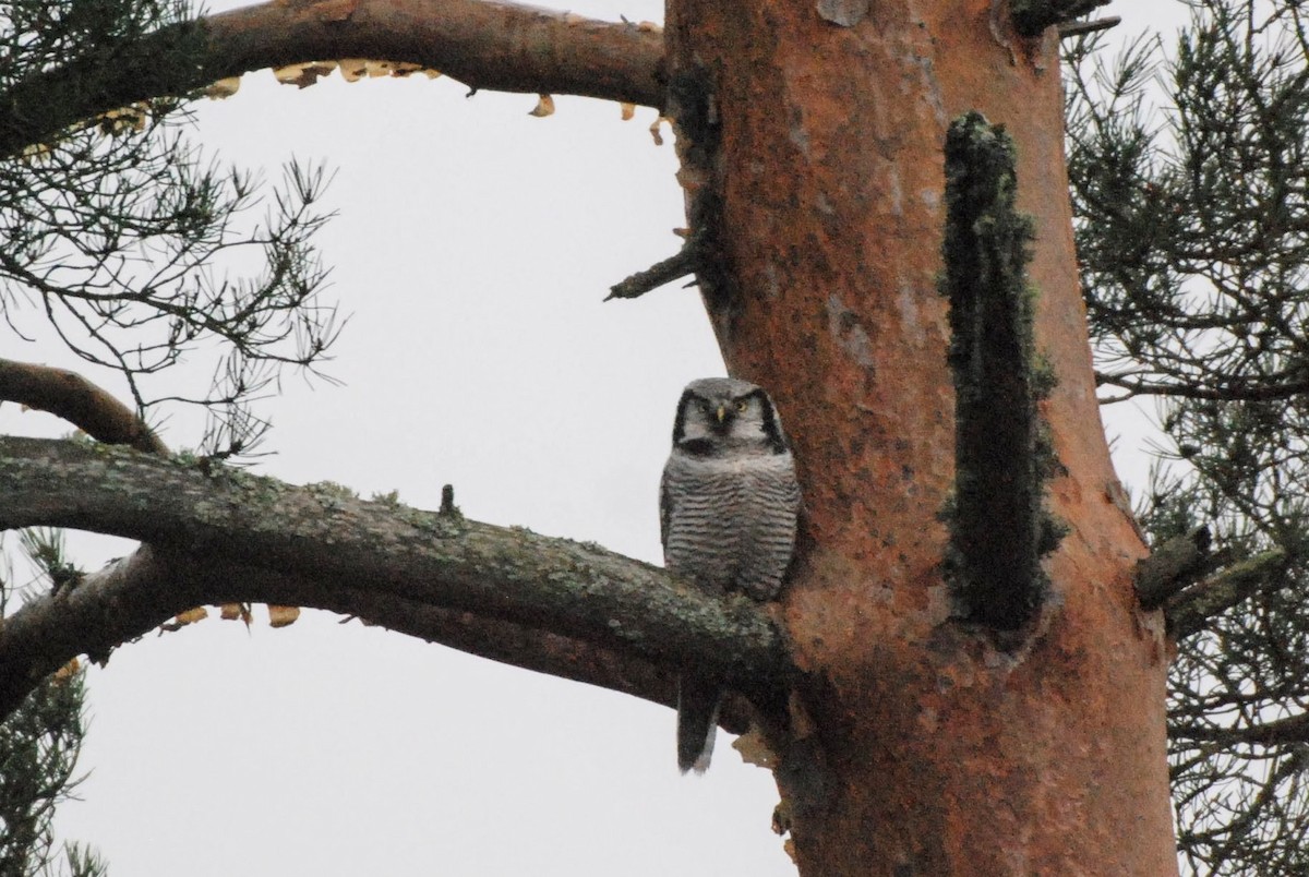 Northern Hawk Owl - ML625782353