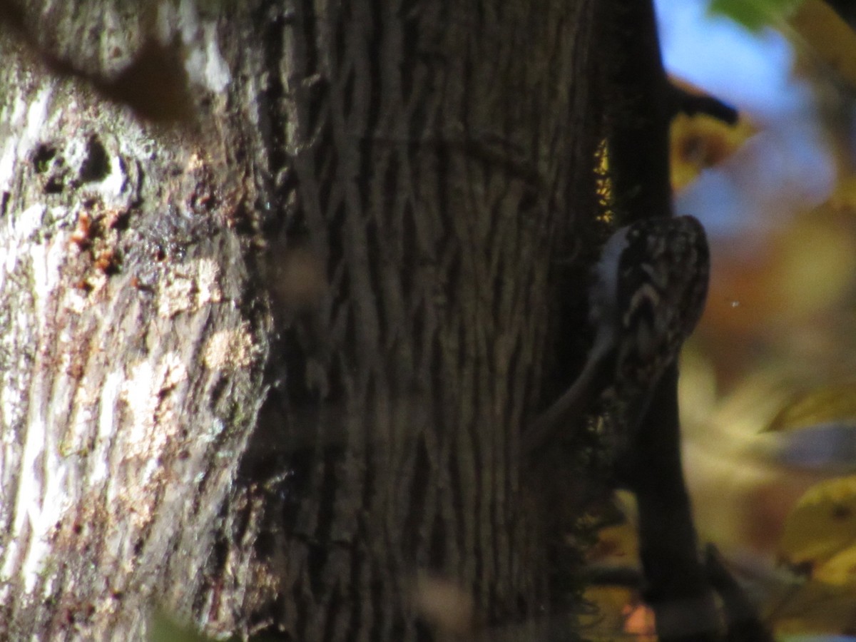 Brown Creeper - ML625782391