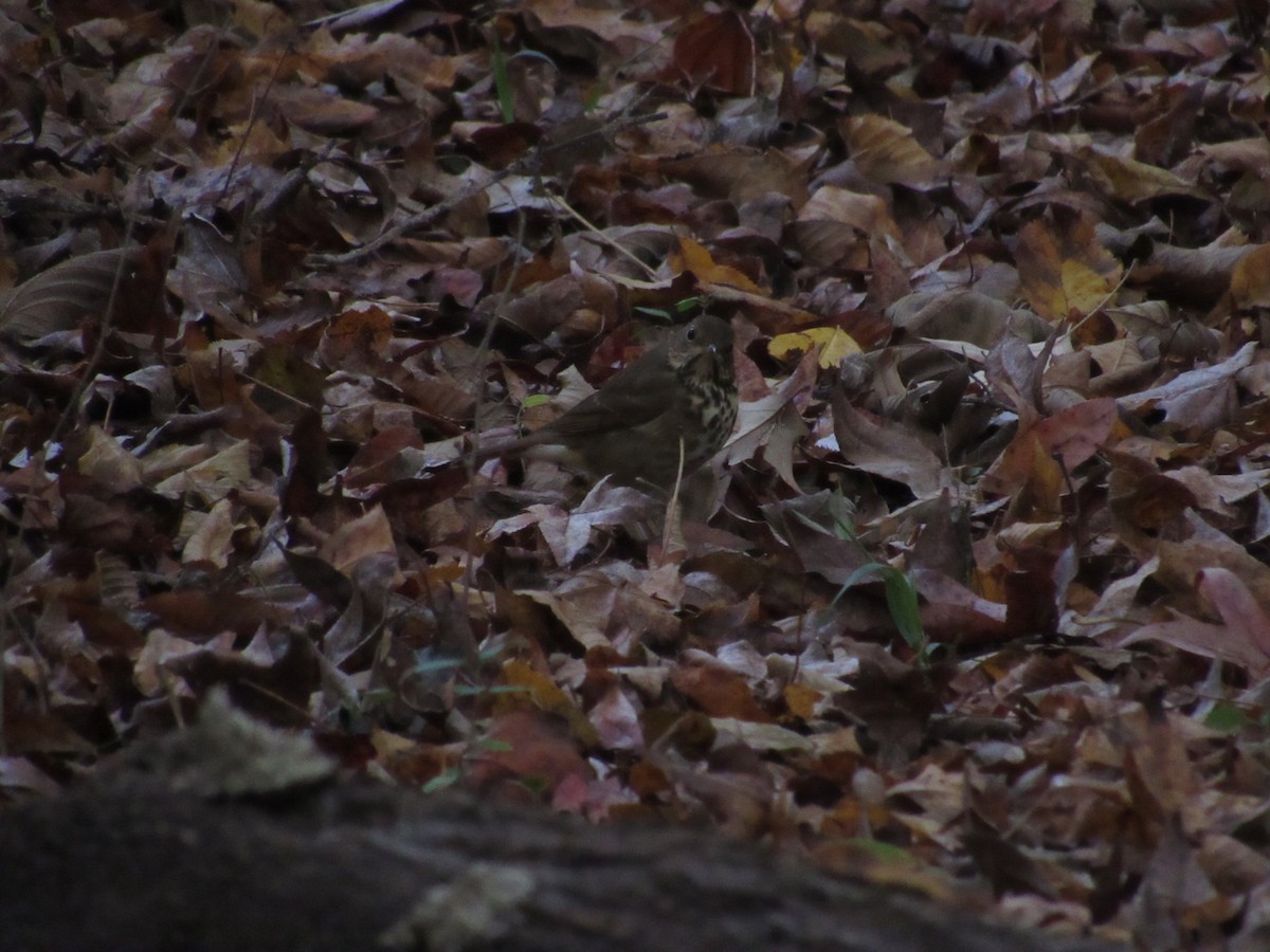 Hermit Thrush - ML625782401