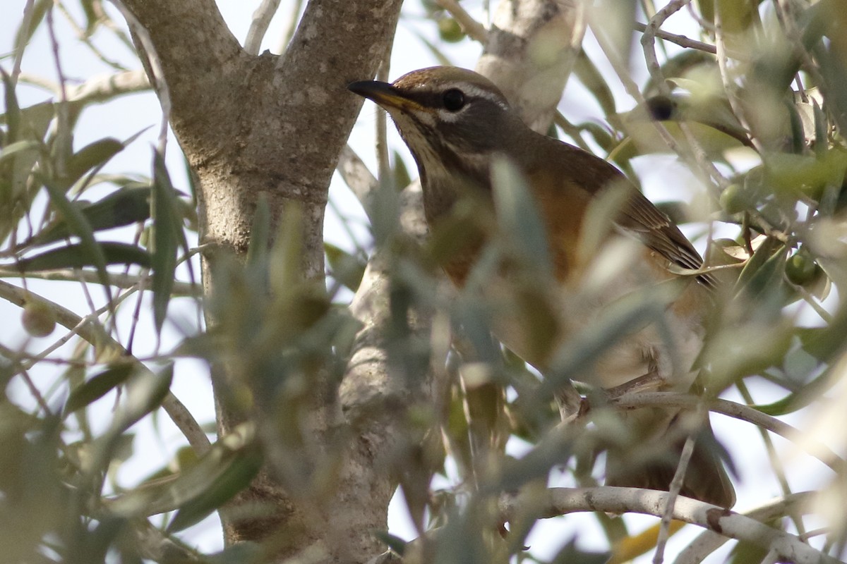 Eyebrowed Thrush - ML625782504