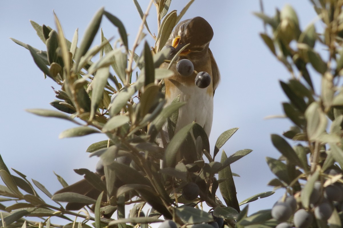 Eyebrowed Thrush - ML625782507